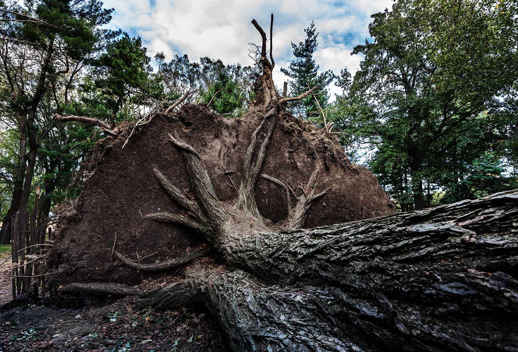 Central Park NYC another victim of Sandy Hurricane. : On The Road : New York City portrait photographer
