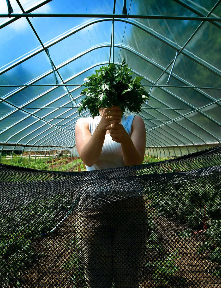 Organic farming at the Seeds of Solidarity in Orange County, Massachusetts