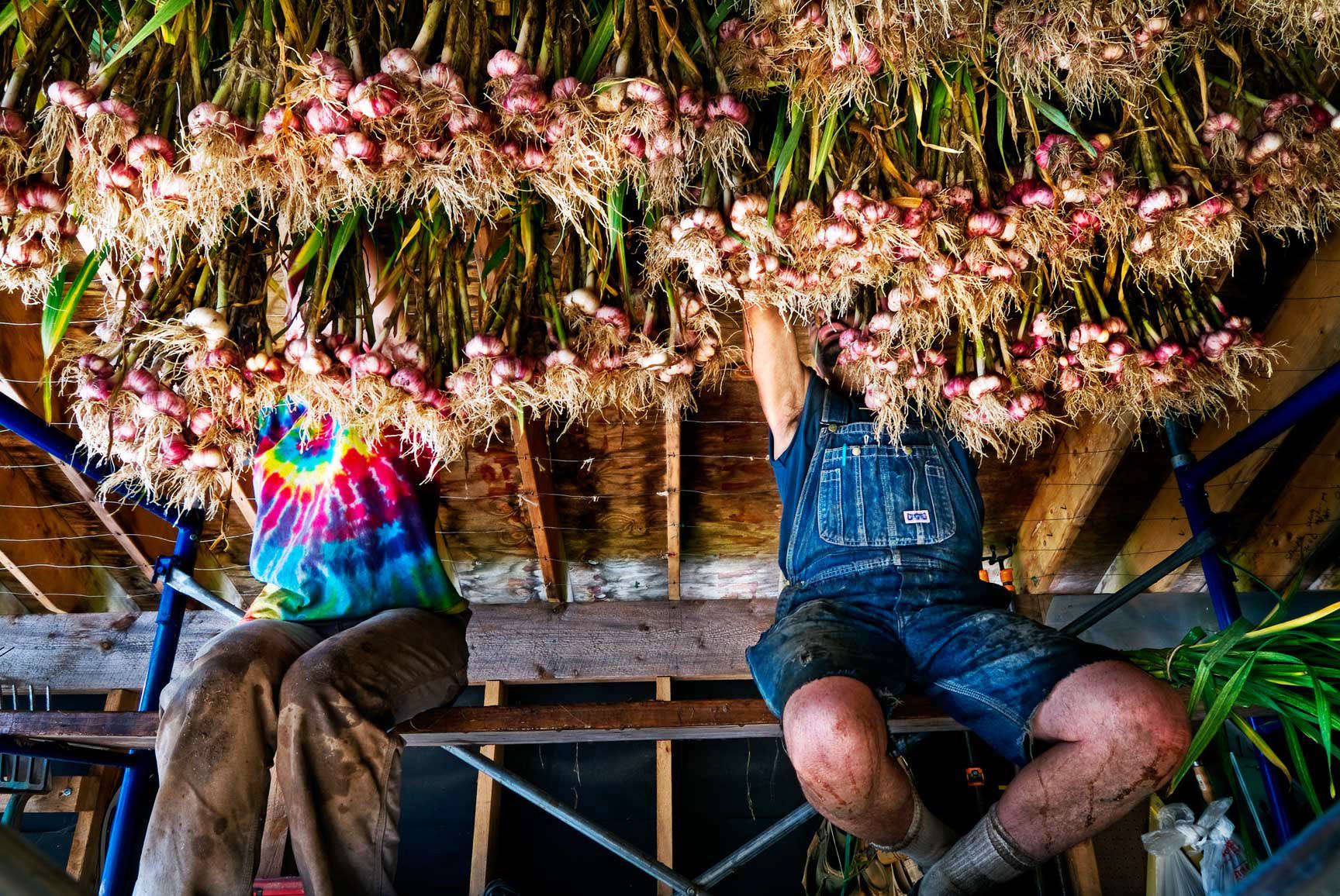 Organic garlic farming at the Seeds of Solidarity in Orange County, Massachusetts : On The Road : New York City portrait photographer