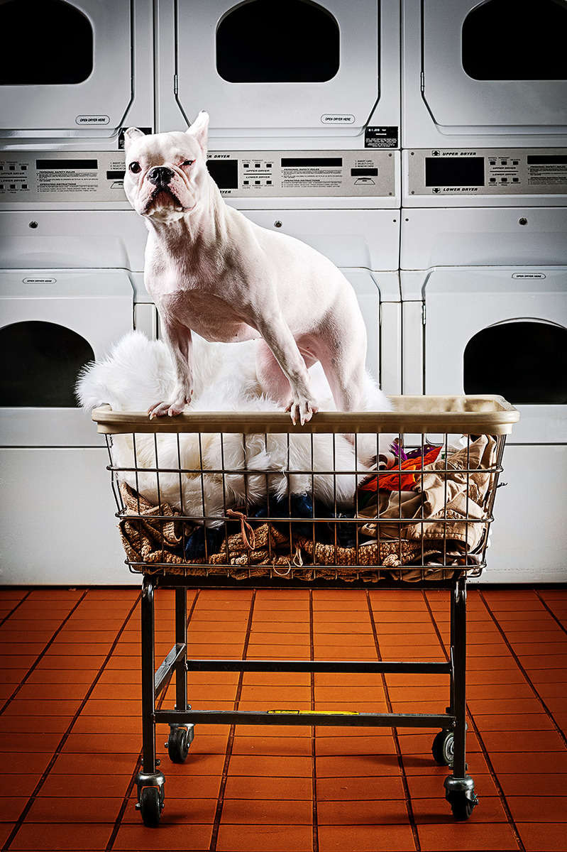 Mother's Comfort campaign poster promoting clear beds delivered to animal shelters throughout the 5 boroughs of NYC.