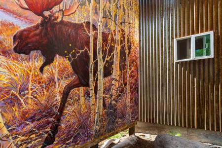 Moose - resting area 